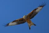 Red Kite