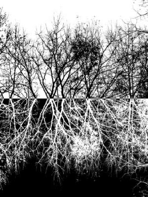 black trees, white trees