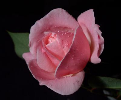 the pink rose