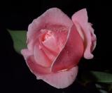 pink rose 2003