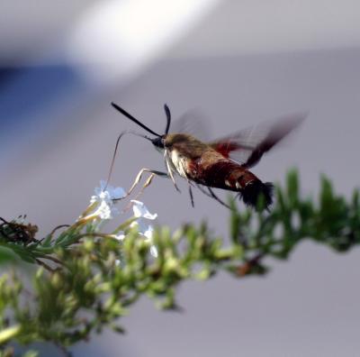 Flying Waspish.jpg