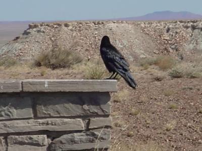 crow looking out into the desert ?