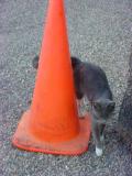 beautiful orangecone and  gray cat named Smokey