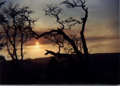 Oak Tree sunset