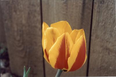 Yellow Tulip.jpg