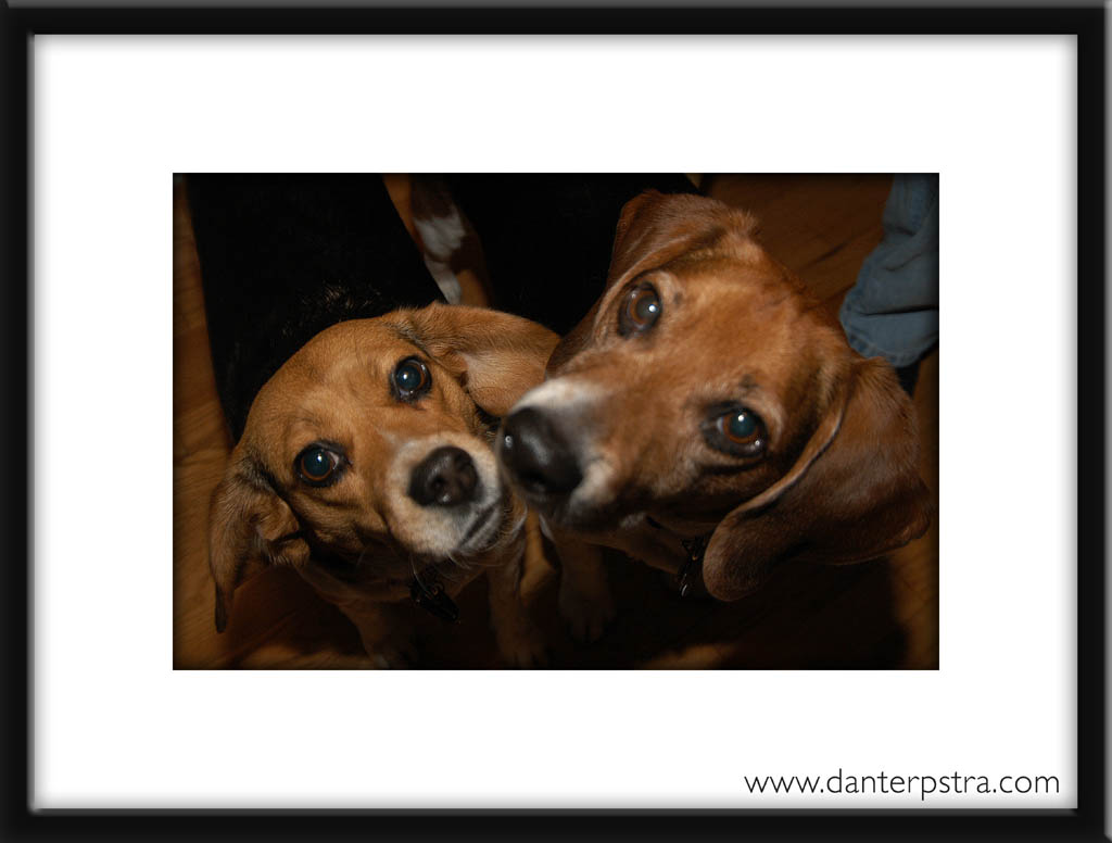 beagles_1272c_1.jpg