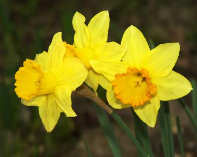 02 22 05 daffodils