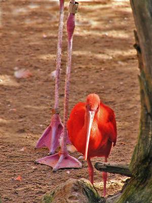 01 07 05 Flamingo Baby , San Antonio Zoo