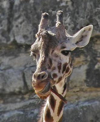 u35/osusana/medium/40423334.010805giraffsazooREGolyuz.jpg