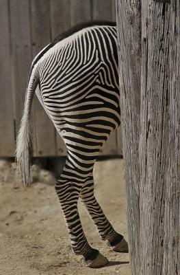 01 08 05 San Antonio Zoo