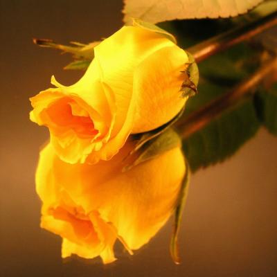 u35/otfchallenge/medium/23133070.SunkissedRose.jpg