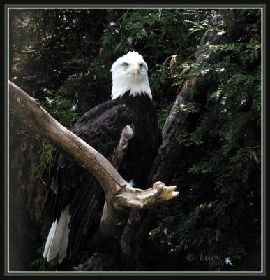 Eagle Submitted by Lucy