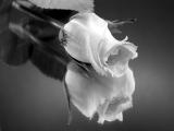 8th Place <br>Mysterious Petals<br>Vince<br>C-5050