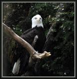 Eagle Submitted by Lucy