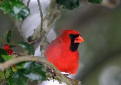 Cardinal in holly tree