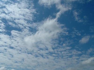 clearing.JPG