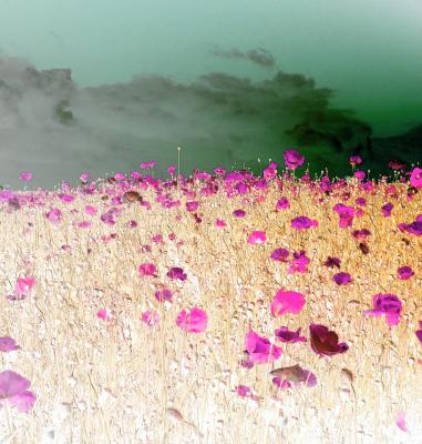 field of dreams.JPG