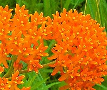 u35/patcarter/upload/31705141.butterflyweed.JPG