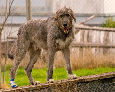 Wolfhounds looking for a home