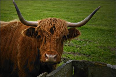 Dales-House-Cow.jpg