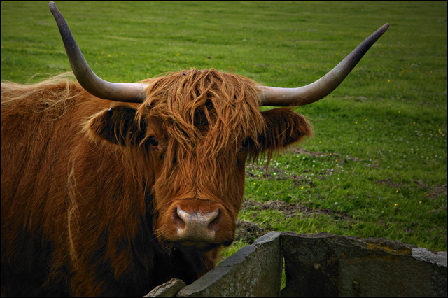 Dales-House-Cow.jpg