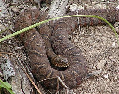 Northern Water Snake