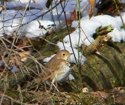 Hermit Thrush