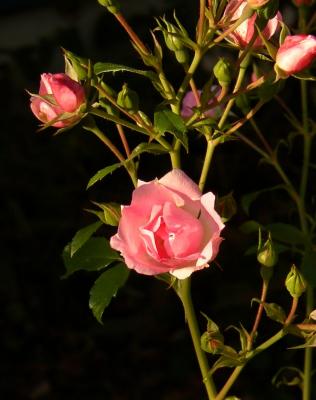 PB060056a.jpg