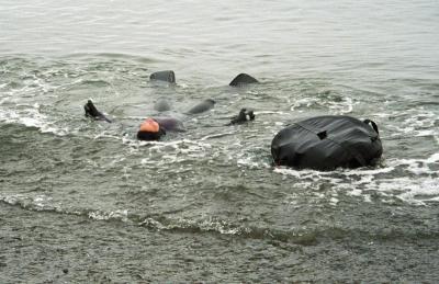 dead whale maria
