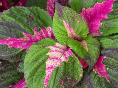 Coleus