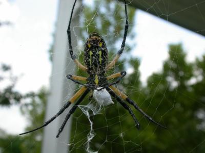 Argiope Lunch Time