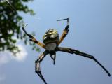  Flying Argiope?