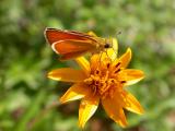 Orange Skipperling on Zexmenia