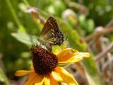 Olive Hairstreak on Black-eyed Susan