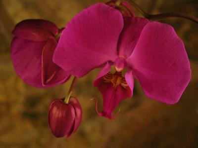 Scarlet Orchid