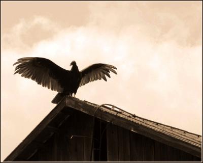 Turkey Vulture - Sepia