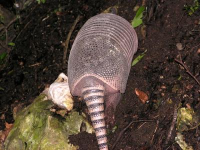 u35/photoman/medium/31884884.Armadillo.jpg