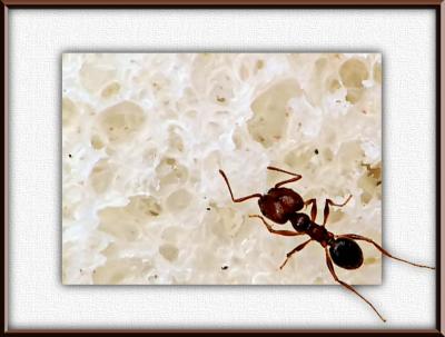 Ant Food