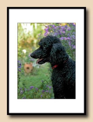 Ben in Garden