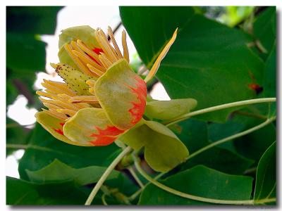 Tulipier de Virginie (Liriodendron tulipifera)