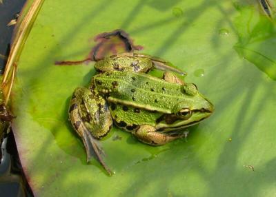 Frog