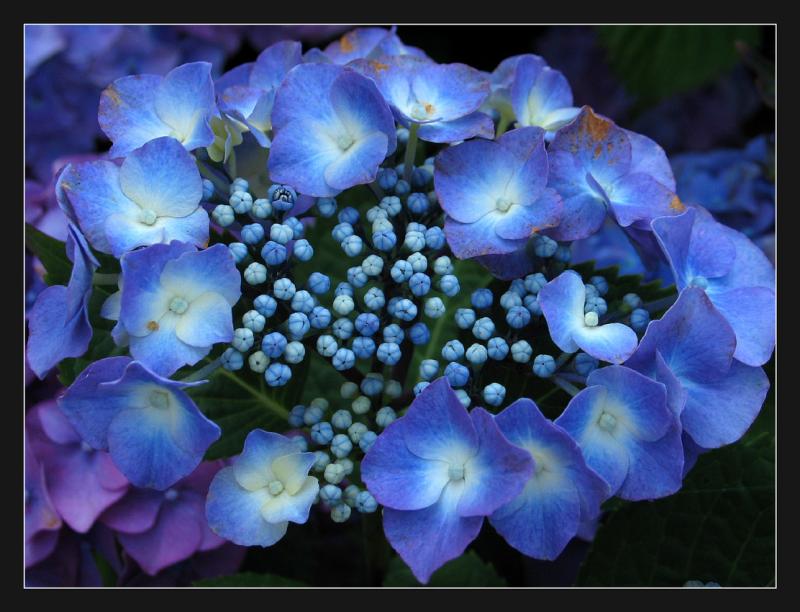 Hortensias