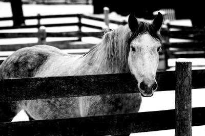 White Horse