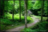 House in the woods