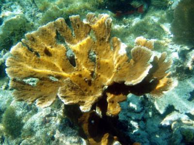 Elkhorn coral.jpg