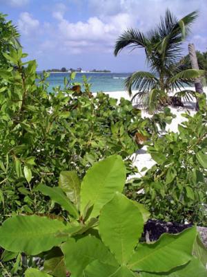 u35/placesandseasons/medium/40414377.LimeCaye3.jpg