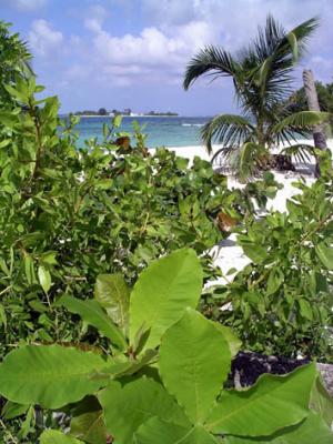 Lime Caye 3.jpg