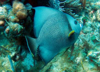 Gray Angelfish.jpg