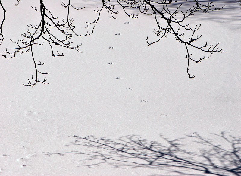 2005-03-05: Squirrel Tracks with Branches