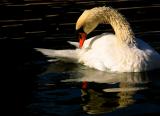 Shimmering Swan, Scottsdale, Arizona, 2003